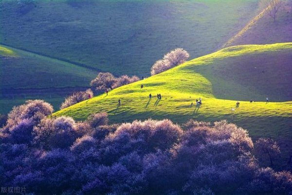 现金九游体育app平台3月苍山眼下的樱花和油菜花同期怒放-九游会体育 ag九游会登录j9入口 j9九游会登录入口首页